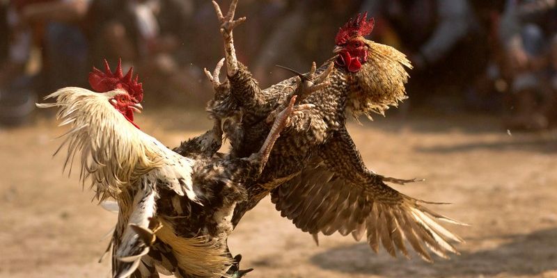 Đá Gà Trực Tiếp - Các Hình Thức Xem Và Lưu Ý Quan Trọng Đá Gà Trực Tiếp - Các Hình Thức Xem Và Lưu Ý Quan Trọng