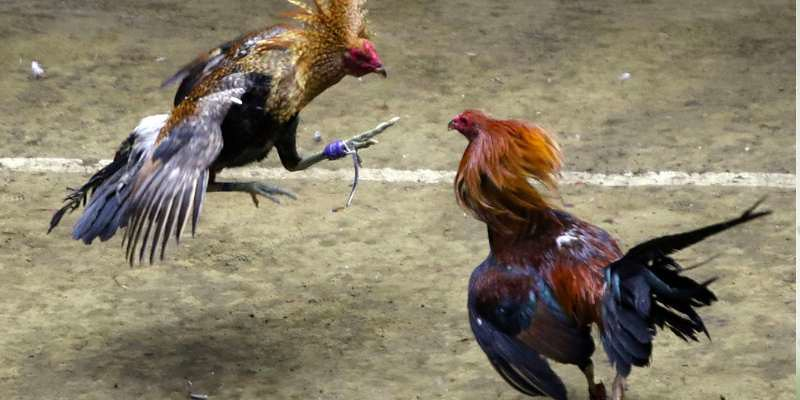 Đá Gà Trực Tiếp - Các Hình Thức Xem Và Lưu Ý Quan Trọng Những lợi thế khi xem đá gà trực tiếp